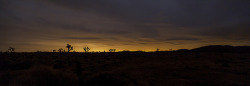 tylersparks:  Sunrise Joshua Tree on Flickr.