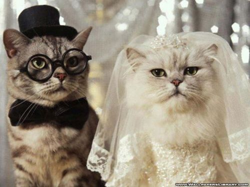 animal-factbook:Cat weddings are very common. They are lavish events where no expenses are spared. T
