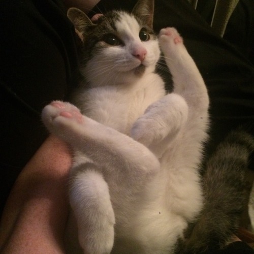 unflatteringcatselfies:This is Loki. We don’t know why he sits like this, but he does it quite often