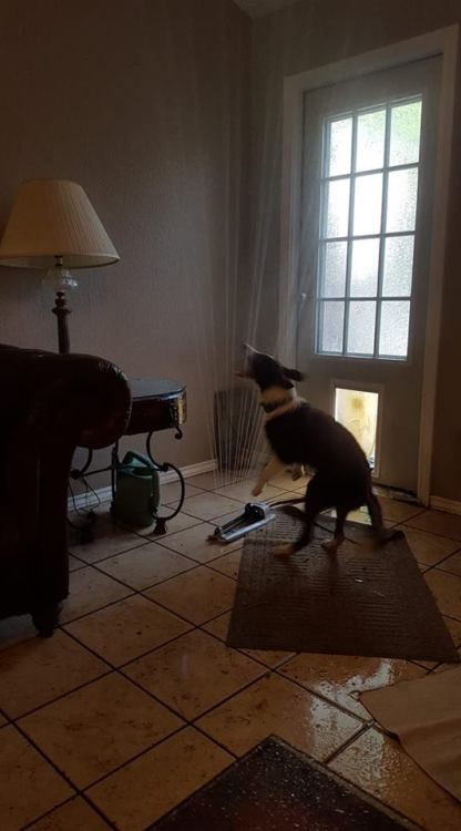 catsbeaversandducks:“That moment when your puppy drags the sprinkler through the doggie door. Good t