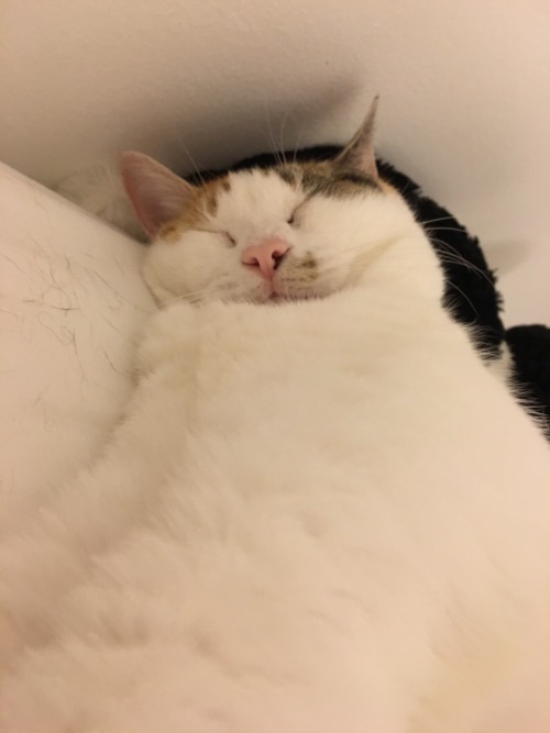 unflatteringcatselfies:This is my eldest cat, Cutie.