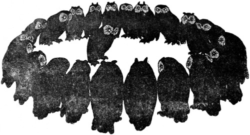 danskjavlarna:From Maski, 1906. My favorite owls that I’ve encountered are roosting here. Wondering 