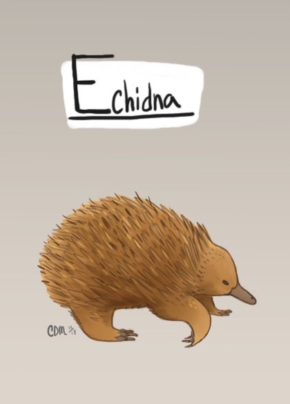 cinderdmutt:  An Echidna