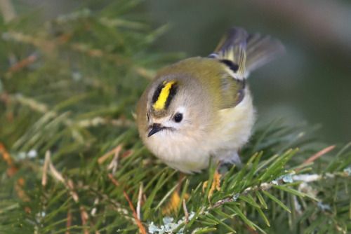 The goldcrest/kungsfågel is the smallest European bird, 8.5–9.5 cm in length, with a 13.5–15.5 cm wi