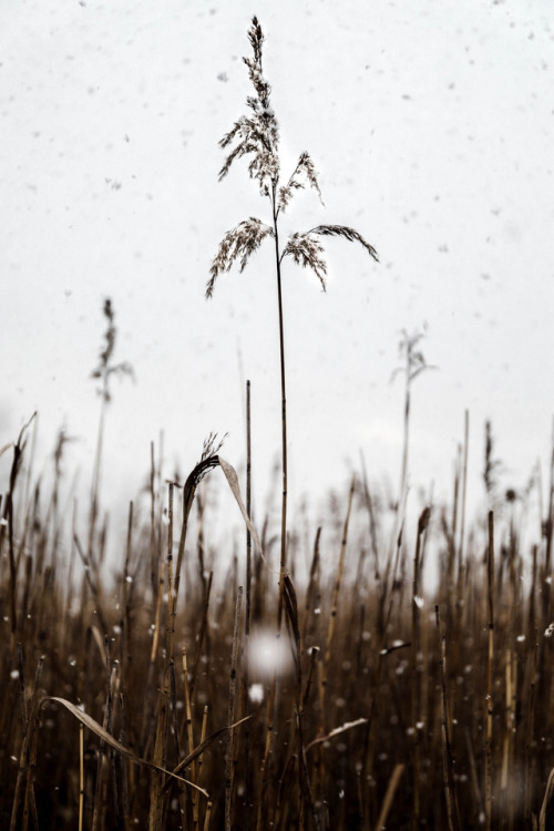 this is what Michigan is supposed to look like in December