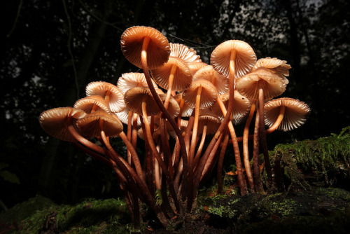 Faerie Forests
