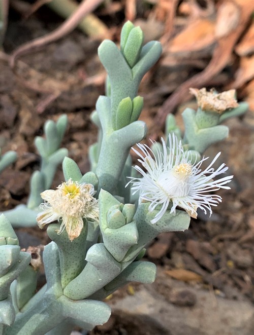 Ruschia aff. crassa
We received this Ruschia from Russel Wagner, who tells us it comes from Namaqualand, in northwestern South Africa. It looks very much like Ruschia crassa, from farther east in the Great Karoo, but it is not identical and flowers...