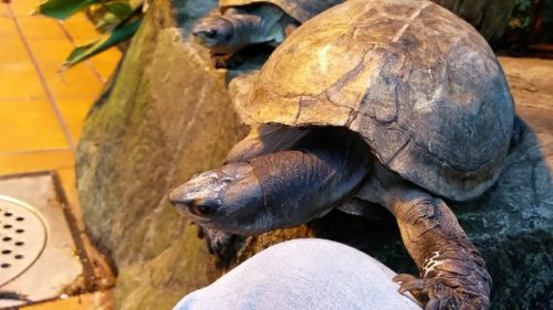 This is Garrus the indian black turtle. He was my best friend out of all the animals we had in schoo