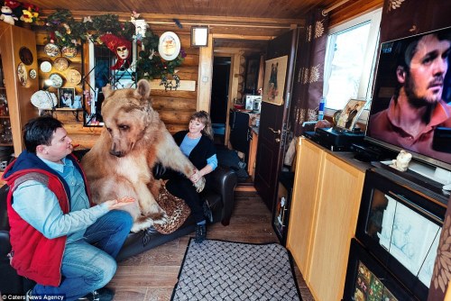 Russians, Svetlana and Yuriy Panteleenko adopted Stepan, a 7ft tall and 300lb bear and have domestic