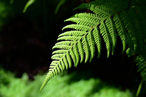 nobodysperfect2133: Amongst the ferns Queensland, Australia, by Shae