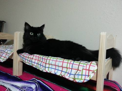 americanlibraryassoc: catsbeaversandducks: Doll Bed Is The New Box All photos via Reddit. Please cli