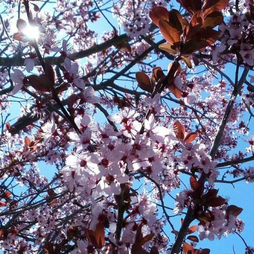 #spring #spring2017 #springflowers #flowers #floweringtree #flowering #nature #pink #sun #sunglare #