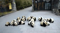 brightindie:  pandas 