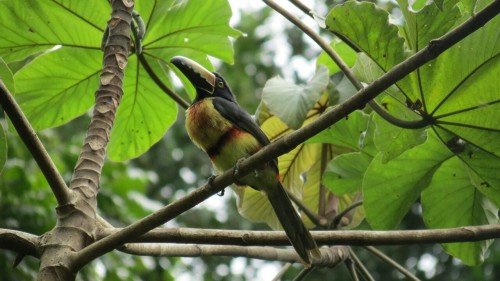 Birds - Tikal Maya ruins, Flores - Guatemala 2012 ½: Toucan (collared aracari?) 3: woodpicker (?)