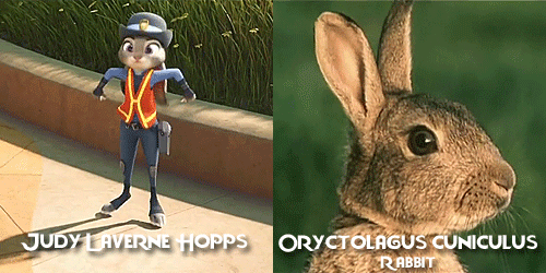 allmyhanddrawnsoul: Zootopia characters + Real life animals Celebrating Zootopia’s