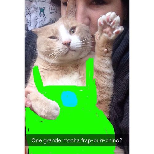 hilalee:  #crazycatlady