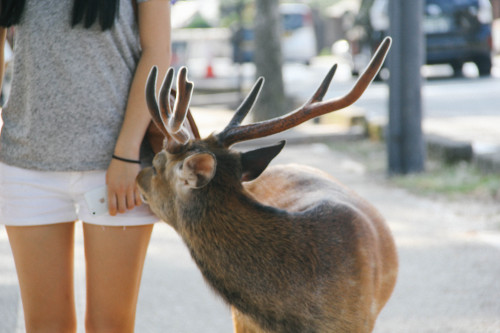 chasingbokeh:  Sika Deer of Nara, Japan 