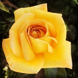 Yellow Rose  (at Hacienda Pèrez-Garcia)