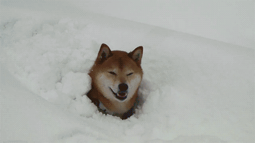 platooon:redhouseroad:You are CUTE DOG.You are stuck in SNOW.What will you do?> GET BALLかわいい！！！