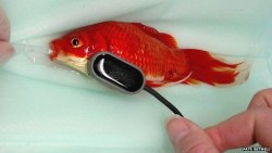 goldfishgal:  A goldfish lover from Norfolk paid hundreds of pounds in vets’ fees when his pet became constipated. The owner took his ailing fish to Toll Barn Veterinary Centre in North Walsham where vets told him it was constipated and an operation