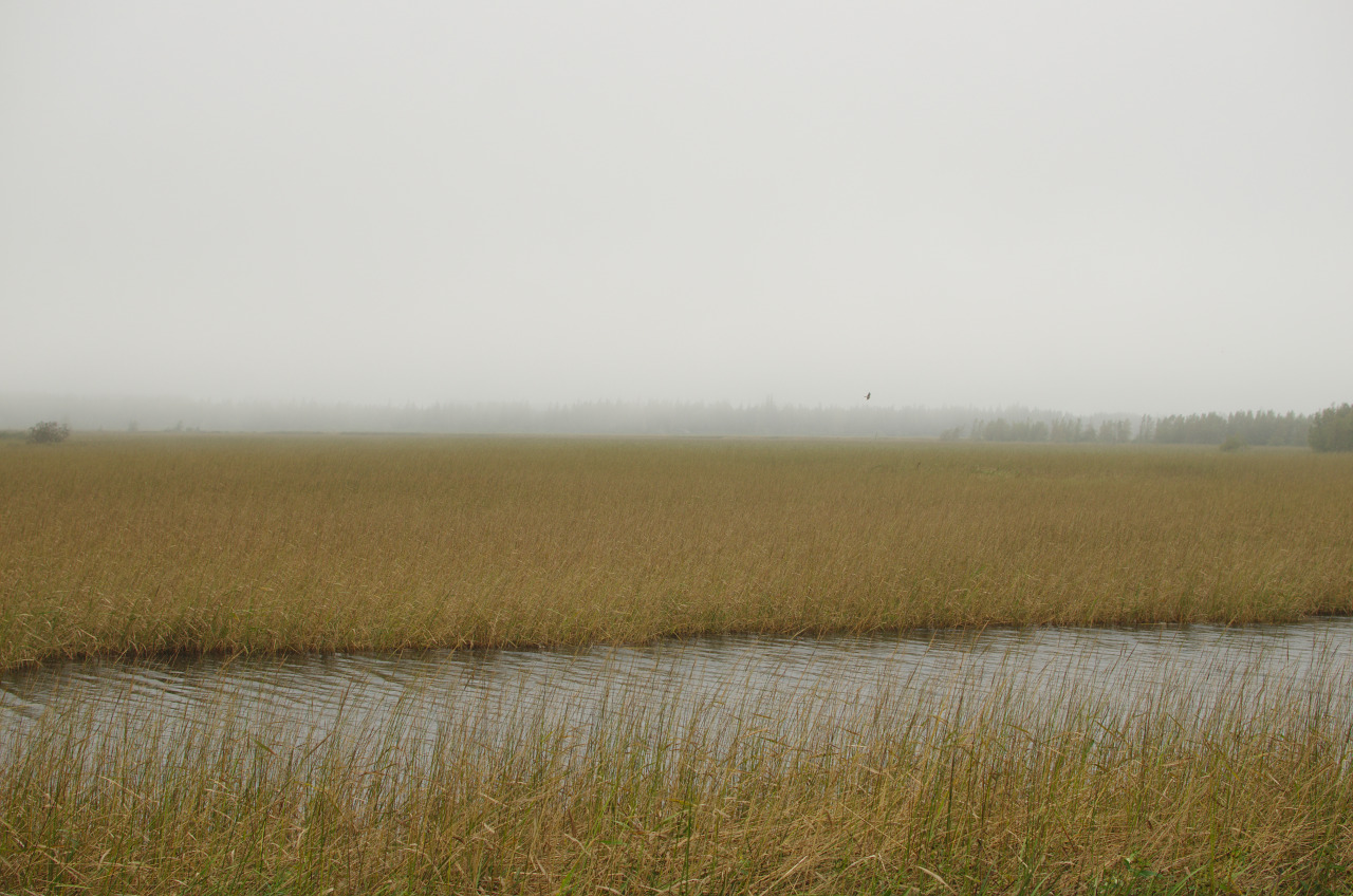 mostlythemarsh:  Marsh Hawk on Patrol 