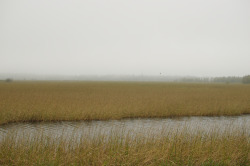 Mostlythemarsh:  Marsh Hawk On Patrol 