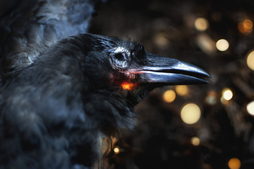 artofmaquenda: PART 1 The Road to Awe “I see the stars in your eyes” said he.“Reflections merely.” Said the crow.“Memories and premonitions” the voice, a soft rebuke.“How can you know such things as the sky will not tell?” crow asked,“I