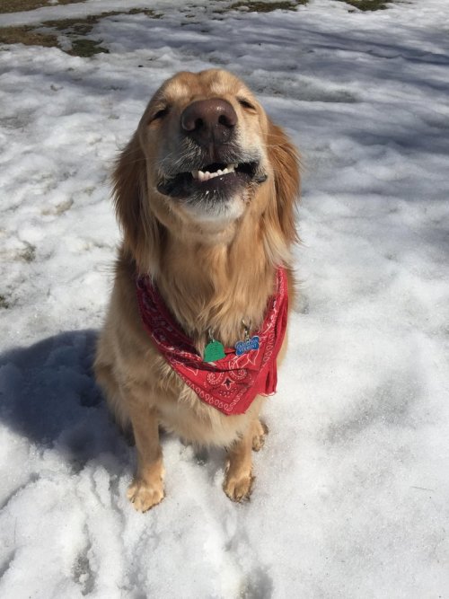cute-overload:  First reddit post: someone’s happy for their cake day!http://cute-overload.tumblr.com source: http://imgur.com/r/aww/BJifmbB
