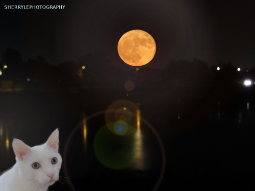 sherrylephotography: Nov 2016      Its a magical mystical super moon submitted to @mo