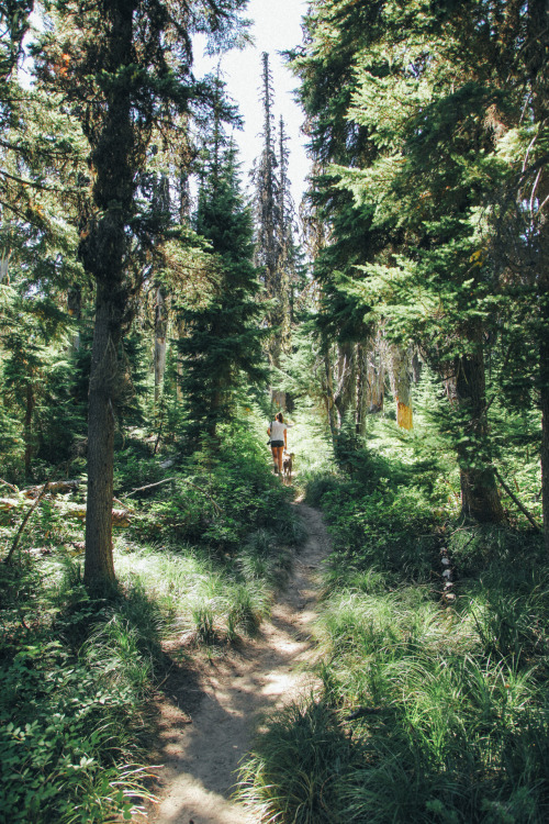 spirit-ofthe-trees:  thenorthwestexplorer:  Wildflowers and Waterfalls on the Mountain Location: Elk Meadows - Mt Hood Wilderness, OR Date: August 9th, 2014  celestialnative