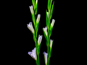 just-be-magnificent:  Time-Lapse: Watch Flowers Bloom Before Your Eyes (x) 