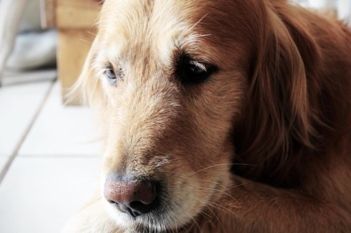 POUTING | | | #goldenretriever #dogsofinstagram #dogstagram #dogs #dogphotography #retriever #beauti