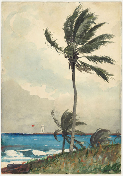 Winslow Homer - Palm Tree, Nassau, 1898                                                             