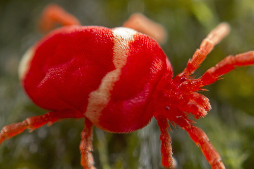 Trombidiformes are fine ‘plush toy’ mites. Free living as adults and parasites in earlier stages. Ac