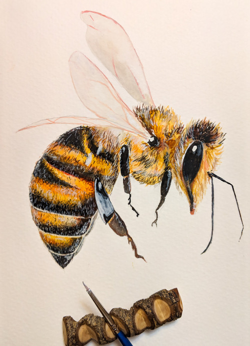3 years ago I painted my first bee and just few days ago I painted this one. <3