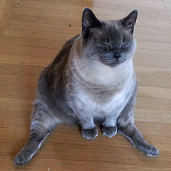 yousaytheydontcare: i love cats that sit like this. thank you, cats that sit like this