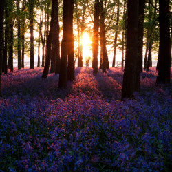 saepphire:  caitlingillam:  Bluebell Wood