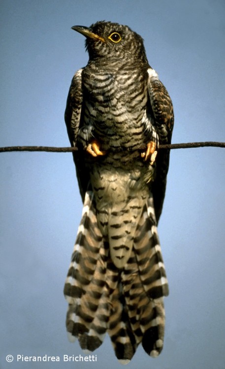 Common Cuckoo (Cuculus canorus)© Pierandrea Brichetti