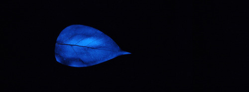 Flotilla of 1,000 Bioluminescent LeavesMiya Ando