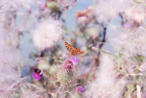 stargazerdaisy: floralls: how to fly by  ohlovelylies @vesperass-anuna - there’s a place 