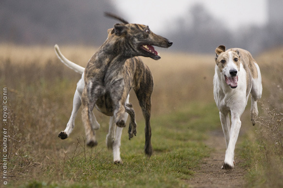 Hound Dogs Running