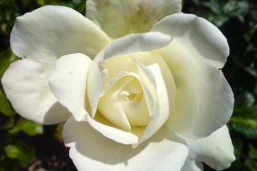 Alnwick Gardens - The Rose GardenThe rose garden in July is a feast for the senses. The breeze bring