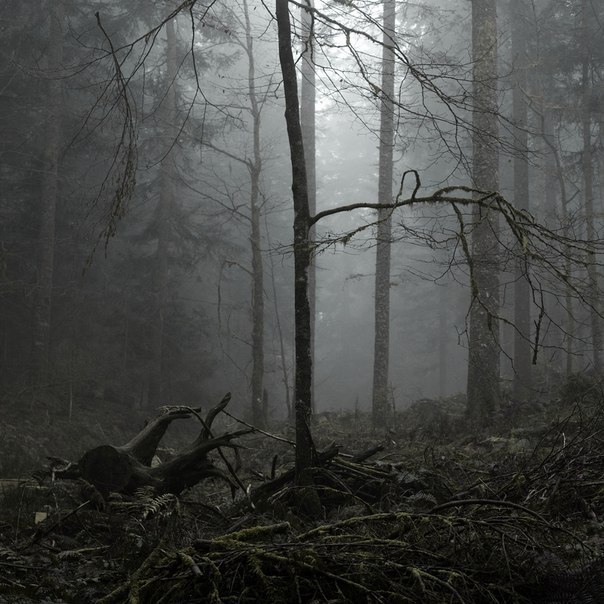 socialpsychopathblr:  Bonsai Paean 