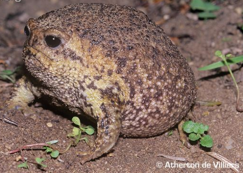 mutisija:  blackandwhitelullaby:  airdodgeoffstage:  mutisija:  please look at this frog    THESE ARE TOADS NOT FROGS  they are called rain frogs and when i last time checked, rain frogs were not toads. 