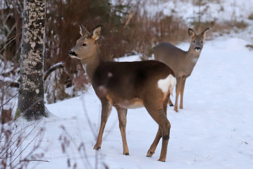 Meet my friends. Roe deer/rådjur.