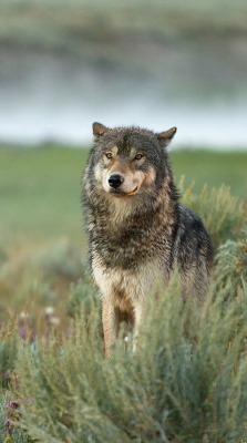 Beautiful-Wildlife:  The Guardian By © Sandy Sisti