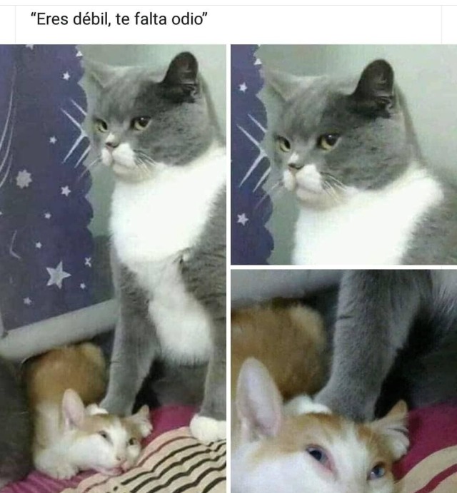 gatoooski: