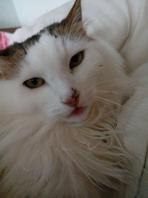 My Cat Just Got Euthanized. She Had Cancer.