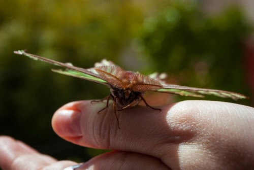 neirahda:Yesterday I had the most magical encounter (Spanish Luna Moth-Graellsia isabellae).Instagra