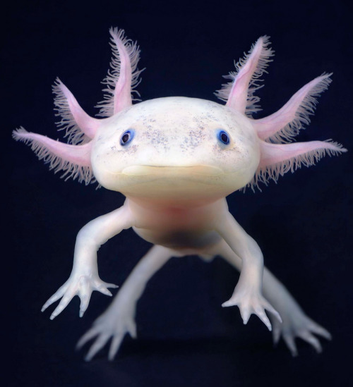 An axolotl exhibits neoteny by retaining many of its juvenile characteristics into adulthood. Among 